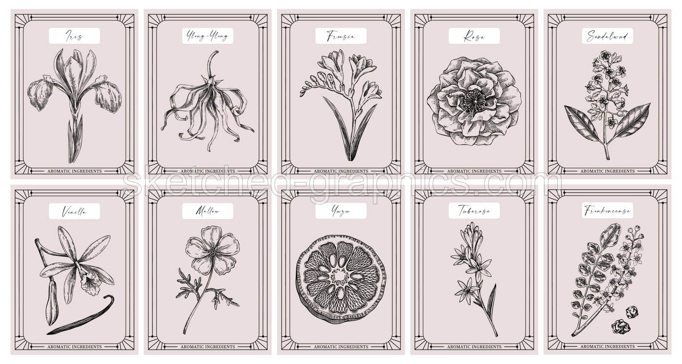 Vector set of botanical perfumery and cosmetic product label templates. Vintage hand-drawn illustration. Vintage style perfume designs. NOT AI generated  Illustration